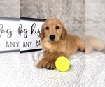 Small #4 Golden Retriever