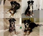 Small Photo #1 Miniature Australian Shepherd Puppy For Sale in BROOKER, FL, USA