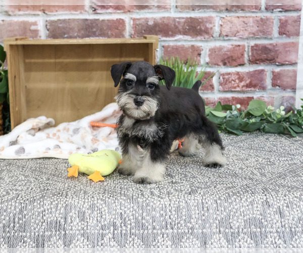 Medium Photo #4 Schnauzer (Miniature) Puppy For Sale in SYRACUSE, IN, USA