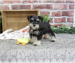 Small #3 Schnauzer (Miniature)
