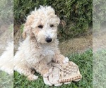 Small Photo #5 Bichpoo Puppy For Sale in MIDDLEBURY, IN, USA