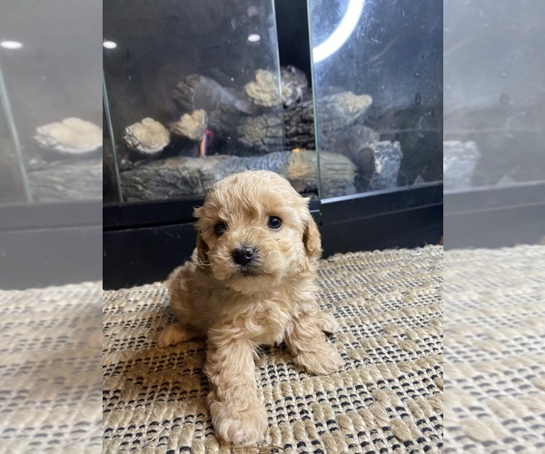 Medium Photo #3 Mal-Shi-Poodle (Miniature) Mix Puppy For Sale in MURFREESBORO, AR, USA
