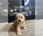 Small Photo #3 Mal-Shi-Poodle (Miniature) Mix Puppy For Sale in MURFREESBORO, AR, USA