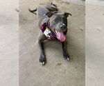 Small #8 American Pit Bull Terrier Mix