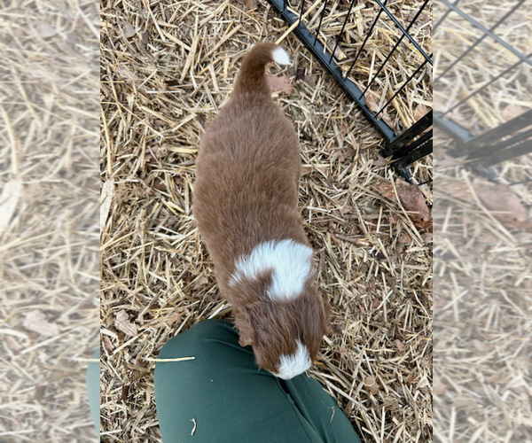 Medium Photo #3 Australian Shepherd Puppy For Sale in SMITHS GROVE, KY, USA