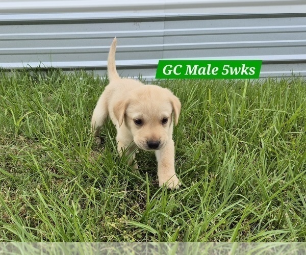 Medium Photo #20 Labrador Retriever Puppy For Sale in EDGEWOOD, TX, USA