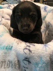 Dachshund Puppy for sale in LEXINGTON, SC, USA