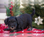 Small #1 Mutt-Schnauzer (Miniature) Mix
