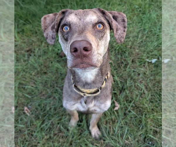 Medium Photo #7 Catahoula Leopard Dog-Unknown Mix Puppy For Sale in Brooklyn Center, MN, USA