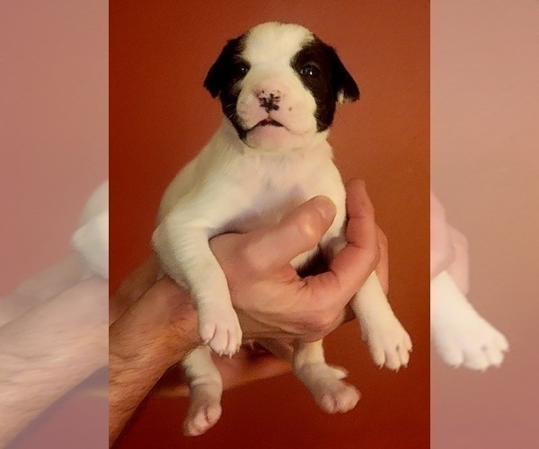 Medium Photo #17 American Bulldog Puppy For Sale in MARYVILLE, MO, USA