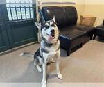 Small Siberian Husky