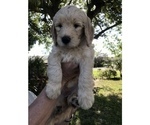 Small Photo #2 Goldendoodle Puppy For Sale in MERRITT IS, FL, USA