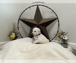 Small #2 German Shepherd Dog