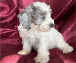 Puppy Roscoe Poodle (Miniature)