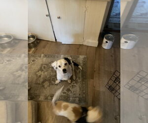 Charlie - Male Bagle Hound Dog for Adoption - Photo #4