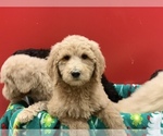 Small Photo #2 Poodle (Standard) Puppy For Sale in WILSONVILLE, OR, USA