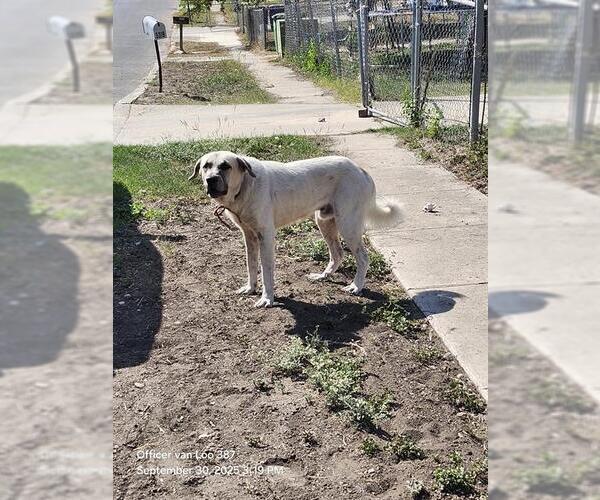 Medium Photo #1 Great Pyrenees-Unknown Mix Puppy For Sale in San Antonio, TX, USA