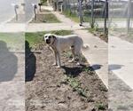 Small Great Pyrenees Mix