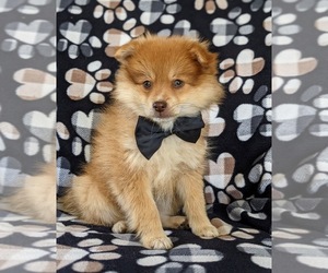 Pomeranian Puppy for sale in CHRISTIANA, PA, USA