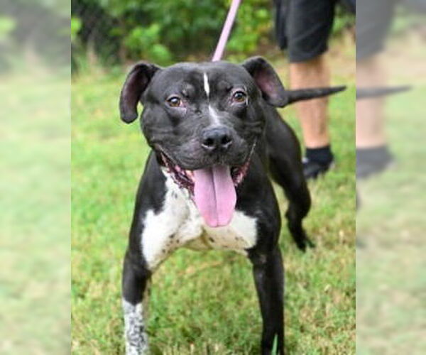 Medium Photo #2 American Pit Bull Terrier-Unknown Mix Puppy For Sale in Glen Allen, VA, USA