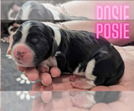 Puppy 2 English Springer Spaniel