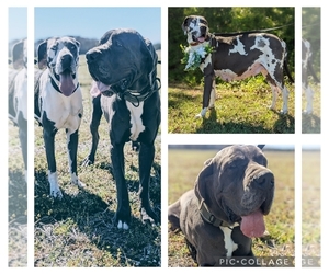 Father of the Great Dane puppies born on 05/02/2023