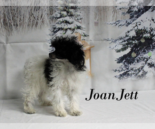 Medium Photo #2 Poodle (Toy) Puppy For Sale in CHANUTE, KS, USA