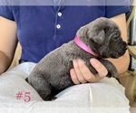 Small Photo #3 Cane Corso Puppy For Sale in BUMPASS, VA, USA