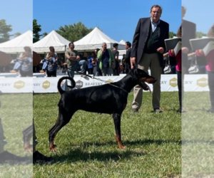 Mother of the Doberman Pinscher puppies born on 10/04/2025