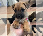 Small Labrador Retriever Mix