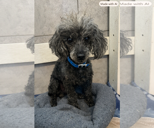 Poodle (Miniature)-Unknown Mix Dogs for adoption in Pacolet, SC, USA