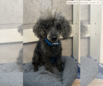 Frodo Jul 26 - Male Poodle (Miniature)-Unknown Mix Dog for Adoption - Small photo