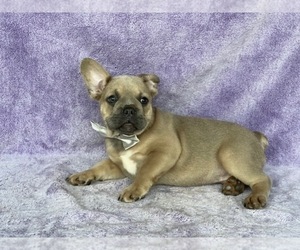 French Bulldog Puppy for sale in LANCASTER, PA, USA