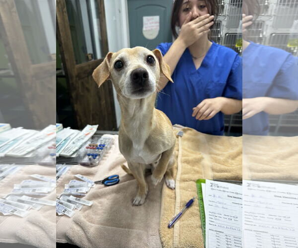 Medium Photo #2 Chiweenie Puppy For Sale in Chico, CA, USA