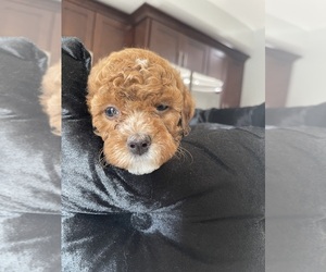 Poodle (Miniature) Puppy for Sale in BALTIMORE, Maryland USA