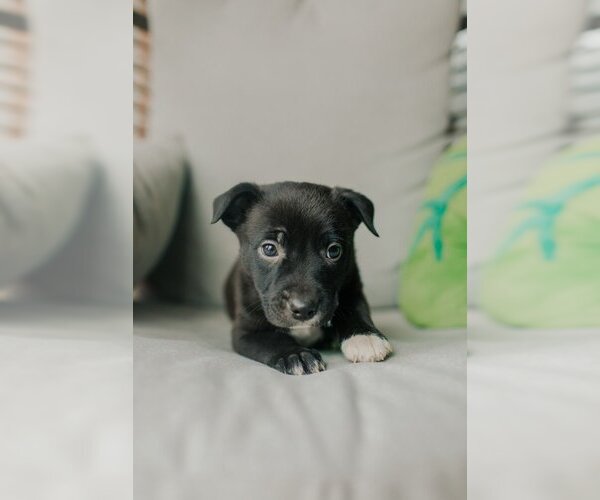 Medium Photo #4 American Staffordshire Terrier-Boston Terrier Mix Puppy For Sale in OKLAHOMA CITY, OK, USA
