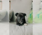 Small #3 American Staffordshire Terrier-Boston Terrier Mix