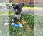 Small Photo #1 American Staffordshire Terrier Puppy For Sale in Frankston, Victoria, Australia