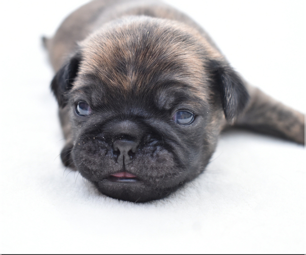 Medium Photo #5 Pug Puppy For Sale in PALM COAST, FL, USA