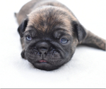 Small #4 Pug