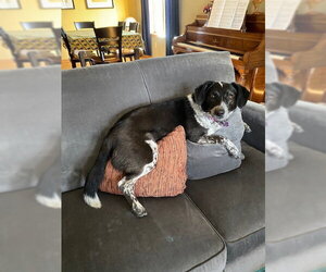 Ziggy - Female Border Collie-Unknown Mix Dog for Adoption - Photo #4