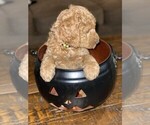 Small Photo #6 Goldendoodle Puppy For Sale in FRONTENAC, KS, USA