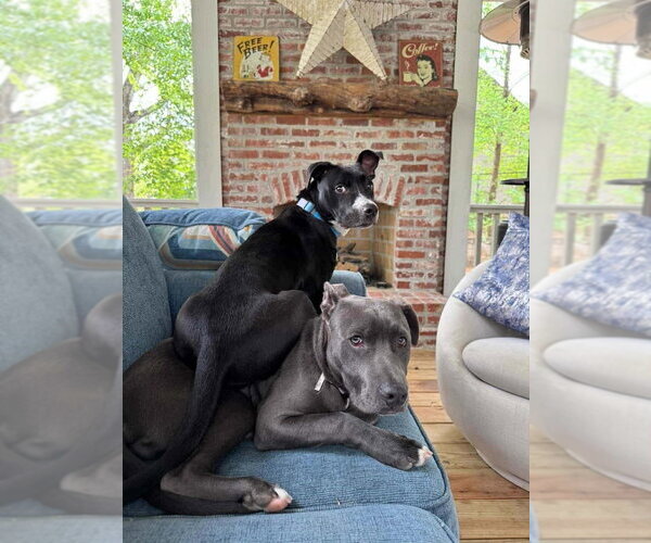 Medium Photo #4 Mutt Puppy For Sale in Wenonah, NJ, USA