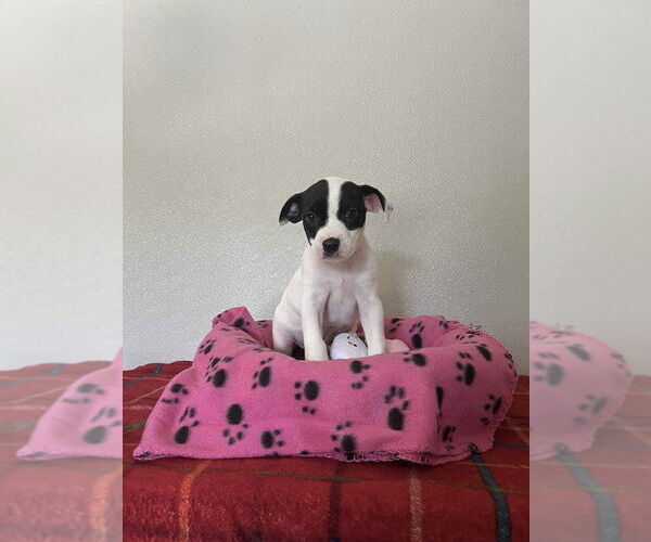 Medium Photo #4 Bogle Puppy For Sale in Osgood, IN, USA