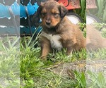 Small #1 Retriever  Mix