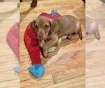 Small #15 American Pit Bull Terrier-Spaniel Mix