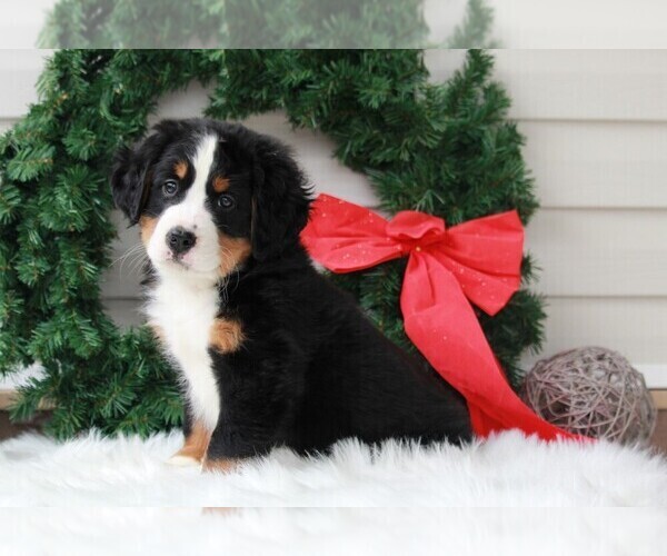 Medium Photo #1 Bernese Mountain Dog Puppy For Sale in APPLE CREEK, OH, USA