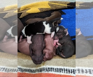 Xoloitzcuintli (Mexican Hairless) Puppy for sale in CARDIFF BY THE SEA, CA, USA