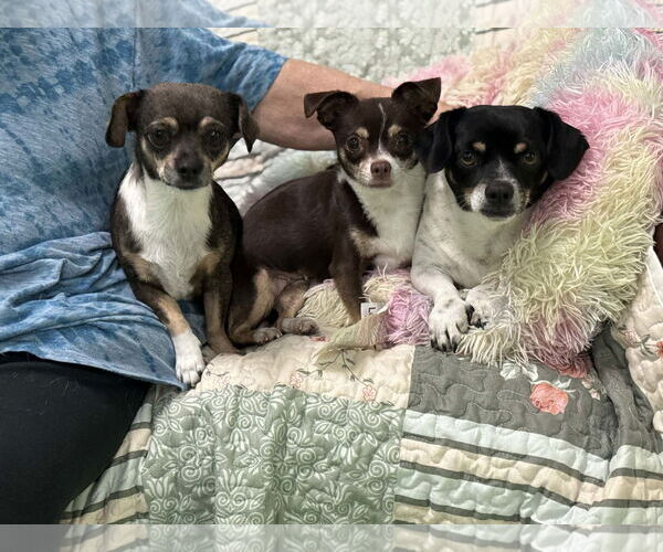 Medium Photo #5 Chihuahua-Unknown Mix Puppy For Sale in phoenix, AZ, USA