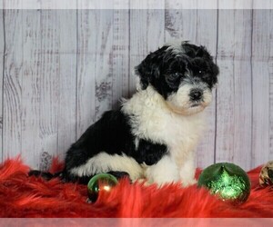 Poodle (Miniature)-Sheepadoodle Mix Puppy for sale in FREDERICKSBG, OH, USA